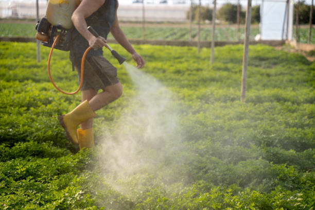 Best Ant Control Services  in Madisonville, TX