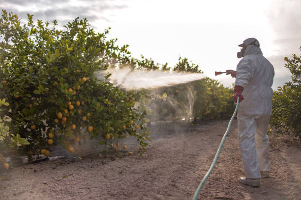 Best Spider Control Near Me  in Madisonville, TX