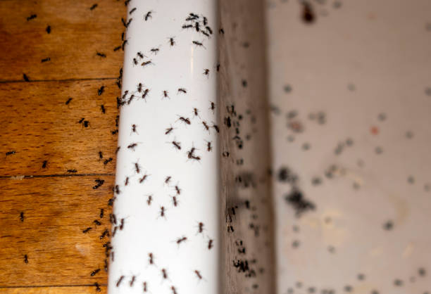 Best Commercial Pest Control Services  in Madisonville, TX