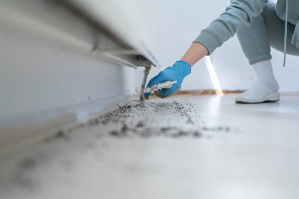 Best Ant Control Services  in Madisonville, TX